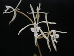 Carica l&#39;immagine nel visualizzatore Galleria, Epidendrum viviparum
