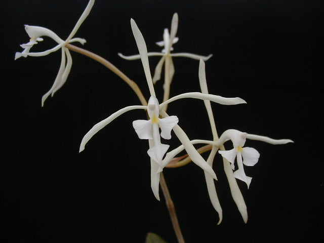 Epidendrum viviparum