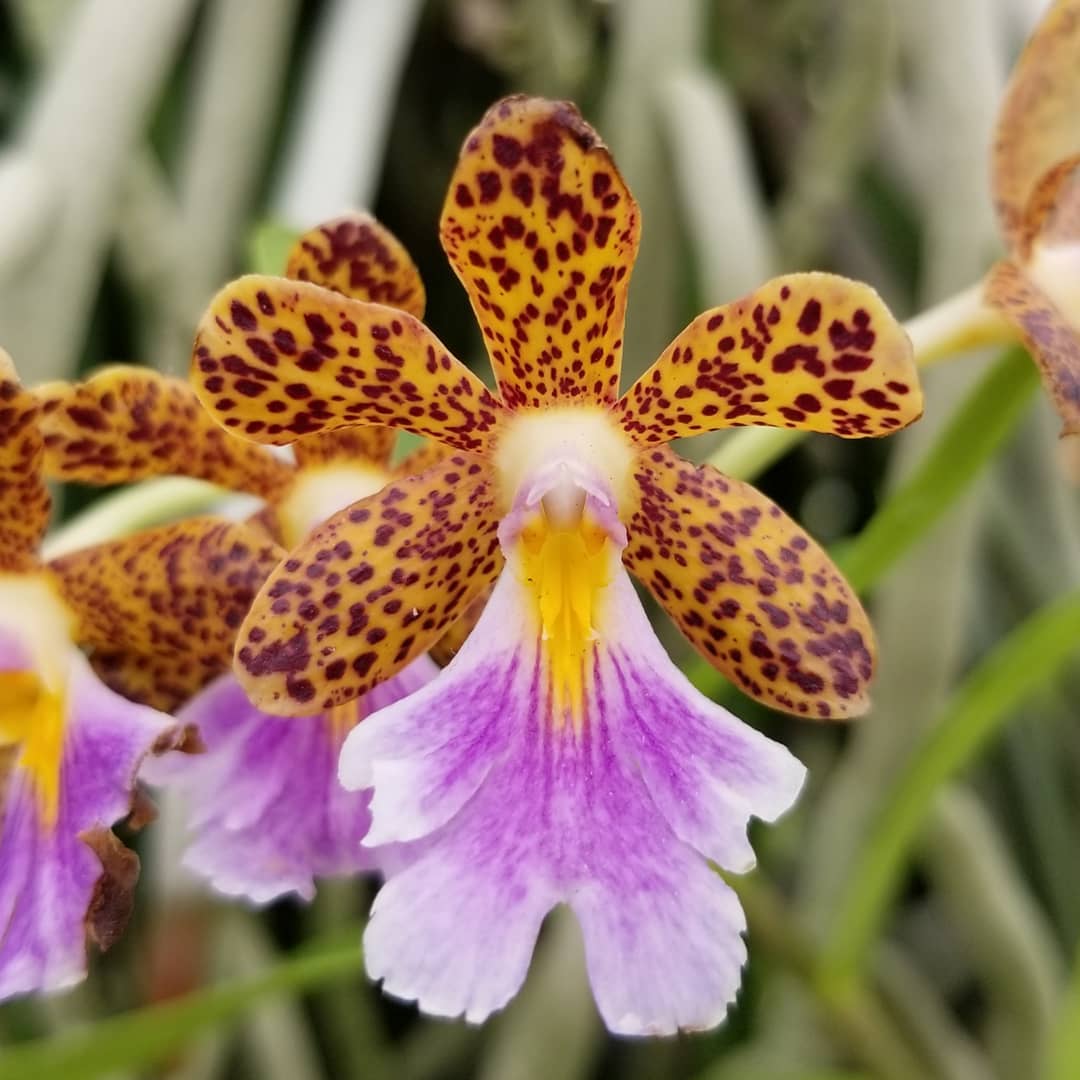 Epidendrum wallisii × Epi. Pseudepidendrum