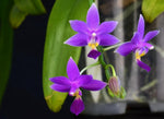 Carica l&#39;immagine nel visualizzatore Galleria, Phalaenopsis Equalacea blue (violacea coerulea x equestris coerulea)
