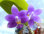 Carica l&#39;immagine nel visualizzatore Galleria, Phalaenopsis Equalacea blue (violacea coerulea x equestris coerulea)
