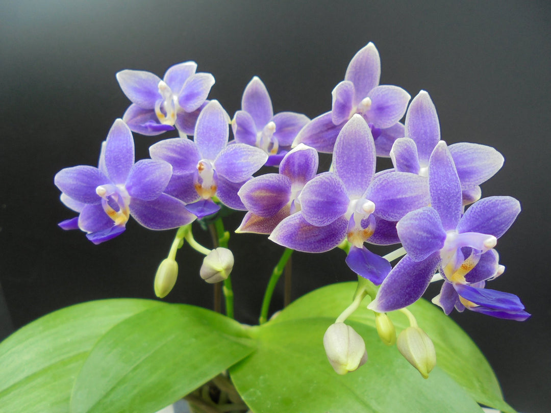 Phalaenopsis Equalacea blue (violacea coerulea x equestris coerulea)