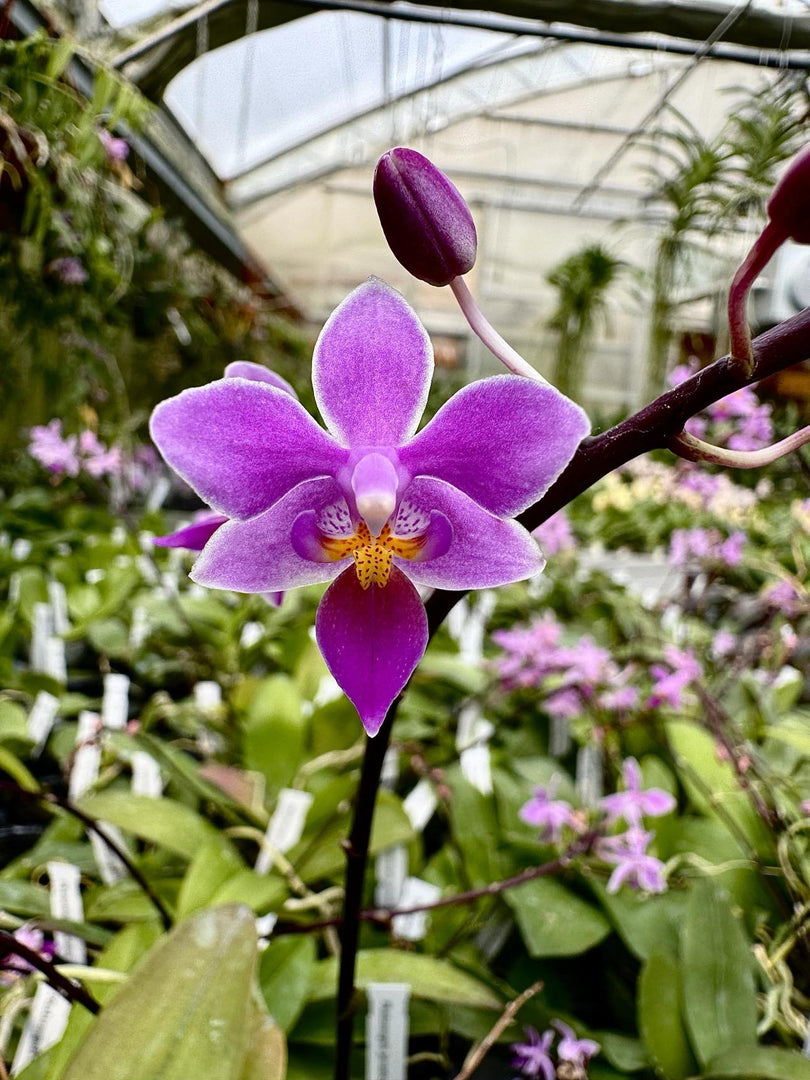 Phalaenopsis equestris