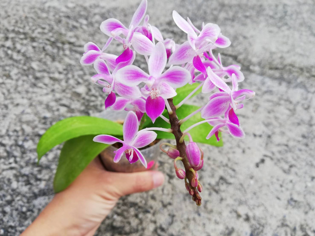 Phalaenopsis equestris 'Pink' Mainshow