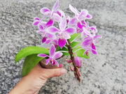 Phalaenopsis equestris 'Pink' Mainshow