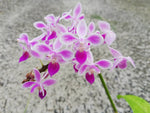 Carica l'immagine nel visualizzatore Galleria, Phalaenopsis equestris 'Pink' Mainshow