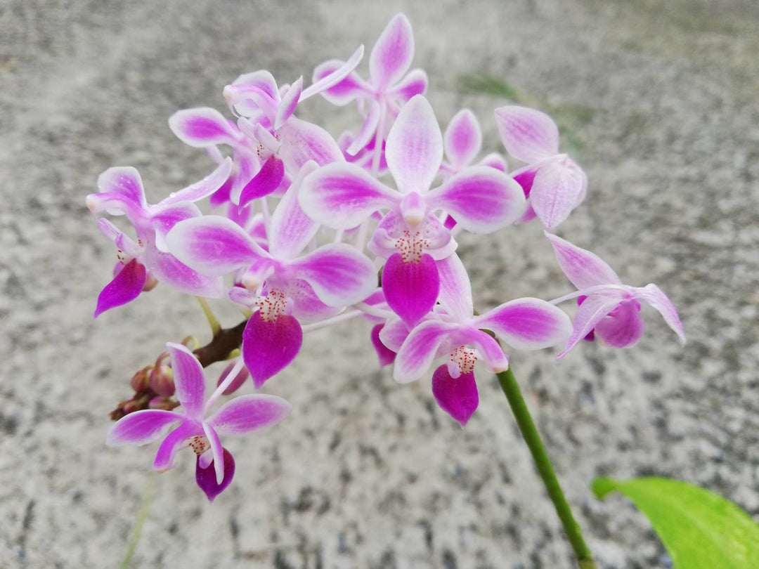 Phalaenopsis equestris 'Pink' Mainshow