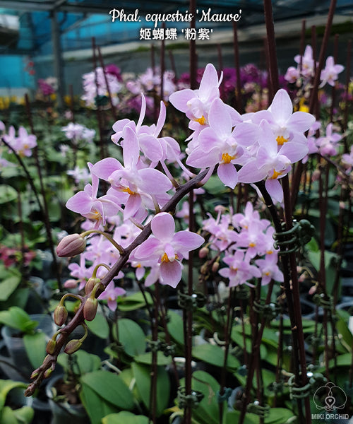 Phalaenopsis equestris 'Mauve'