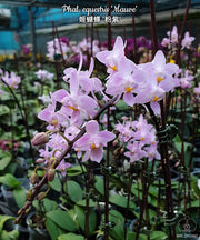 Phalaenopsis equestris 'Mauve'