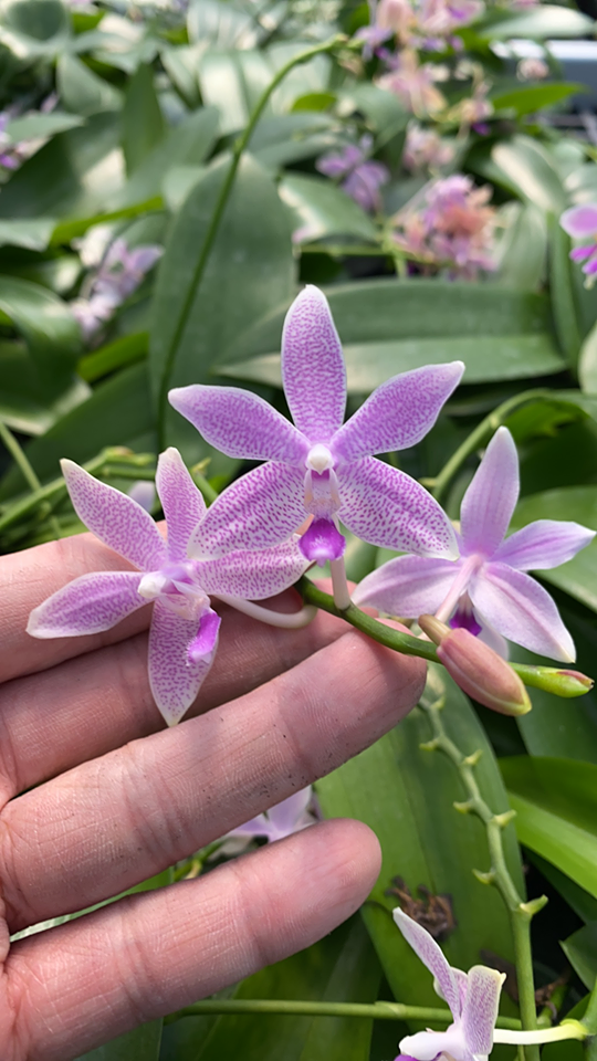Phalaenopsis Taida Sunshine (equestris x tetraspis f. livida)