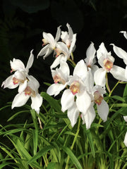 Cymbidium erythrostylum