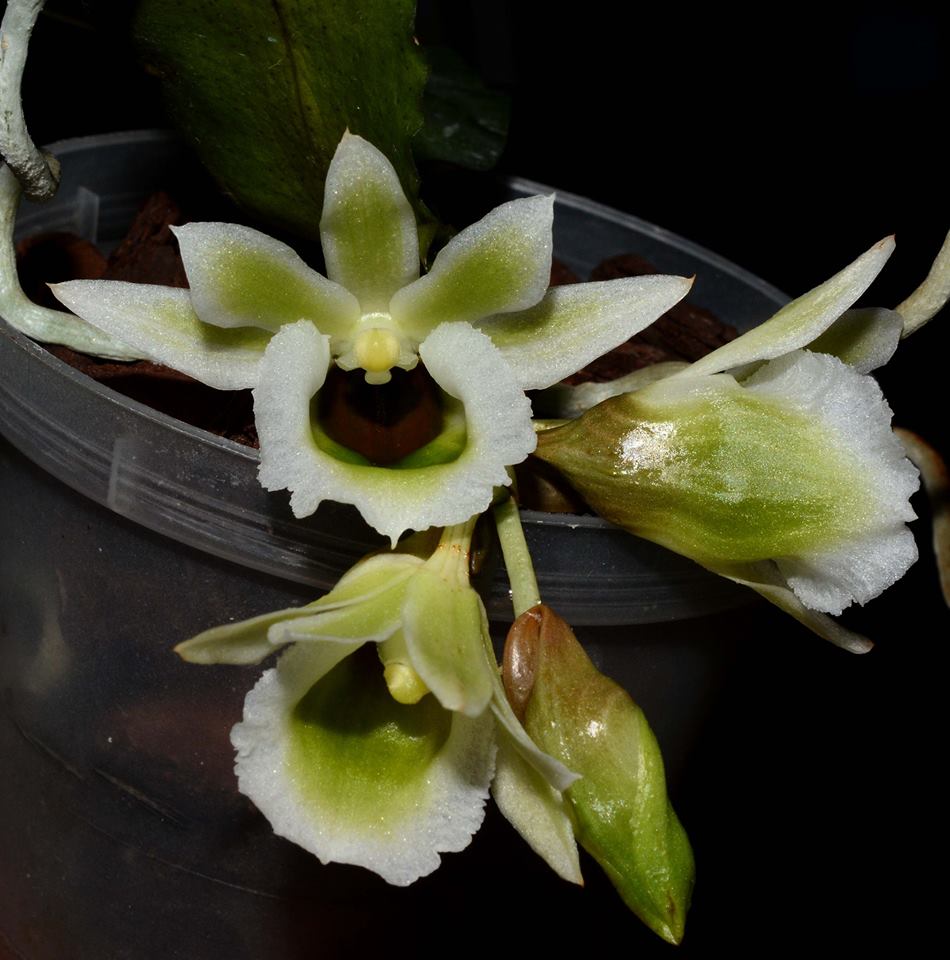 Eurychone rotschildiana
