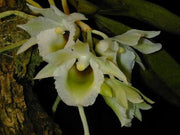 Eurychone galeandrae