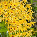 Load image into Gallery viewer, Dendrobium Jairak Moonlight (Dendrobium Jairak Chaste x Dendrobium friedericksianum)