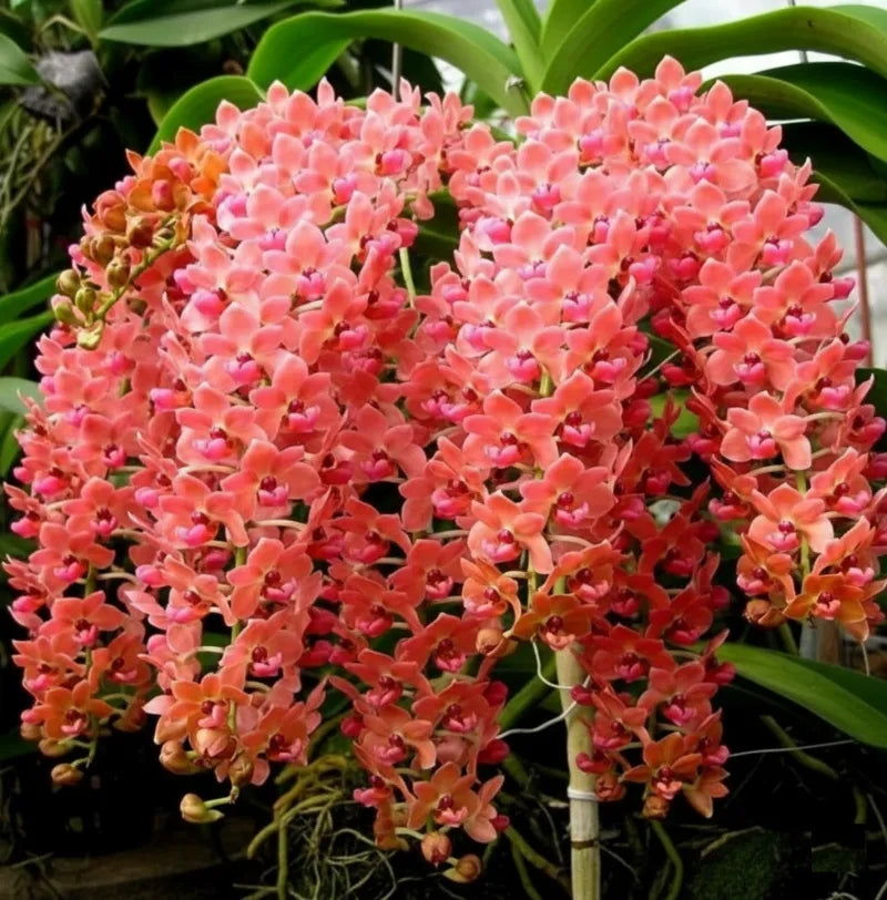 Rhynchostylis gigantea orange