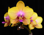 Chargez l'image dans la visionneuse de galerie, Phalaenopsis Fong Tien's Amapearl 'Cone Pearl CL913G'