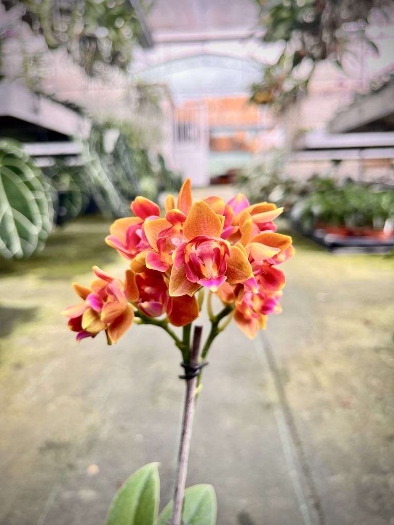 Phalaenopsis Soleil (Peloric - 3 Lip)