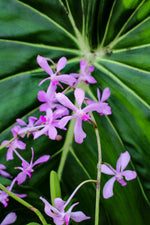 Carica l&#39;immagine nel visualizzatore Galleria, Vanda coerulescens x Neostylis Lou Sneary Blue
