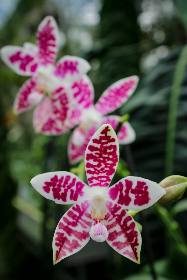 Phalaenopsis Double Shot ((amabilis x tetraspis #C1) x tetraspis #C1)