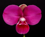 Load image into Gallery viewer, Phragmipedium kovachii x sib ('16/7' x 'Triple')