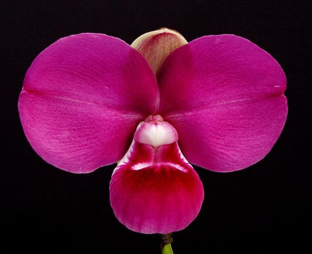 Phragmipedium kovachii x sib ('16/7' x 'Triple')