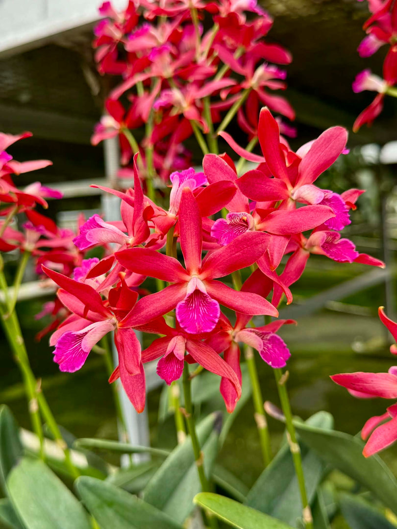 Enantleya Circus Lady (Ctt. Trick or Treat x E. correllii)