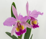 Carica l'immagine nel visualizzatore Galleria, Cattleya Fabia (C. dowiana Aurea x C. labiata)