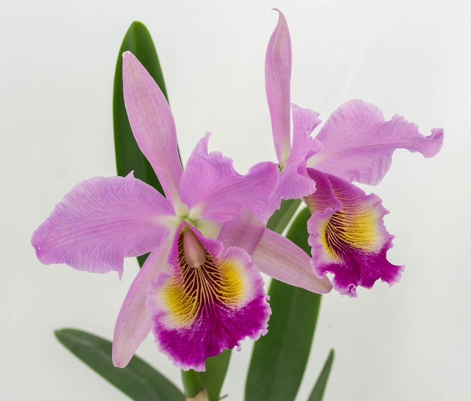 Cattleya Fabia (C. dowiana Aurea x C. labiata)