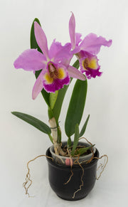Cattleya Fabia (C. dowiana Aurea x C. labiata)