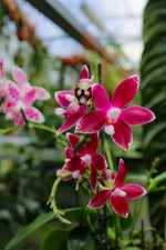 Carica l'immagine nel visualizzatore Galleria, Phalaenopsis Double Shot ((amabilis x tetraspis #C1) x tetraspis #C1)