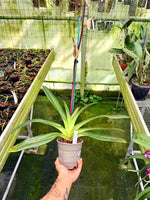 Carica l'immagine nel visualizzatore Galleria, Paphiopedilum rothschildianum x sib ('Man of War' x 'Hidemi') - Orchid Inn, Ltd.
