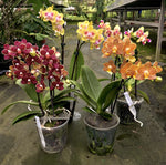 Carica l'immagine nel visualizzatore Galleria, OFFERTA PHALAENOPSIS WELCOME SUMMER