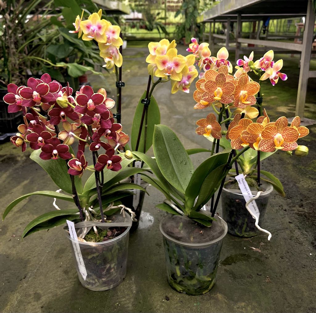 OFFERTA PHALAENOPSIS WELCOME SUMMER
