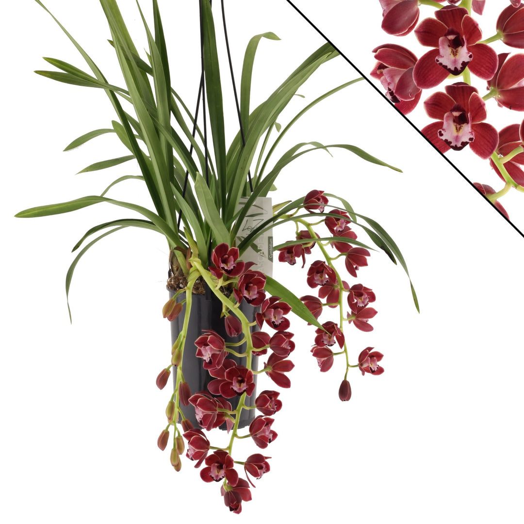 Cymbidium Cascade 'Fido'