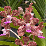 Load image into Gallery viewer, Vanda Mimi Palmer 'Pink'