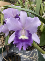 Load image into Gallery viewer, Laeliocattleya Final Blue (Ctt. Blue Dynasty × Cattleya walkeriana)
