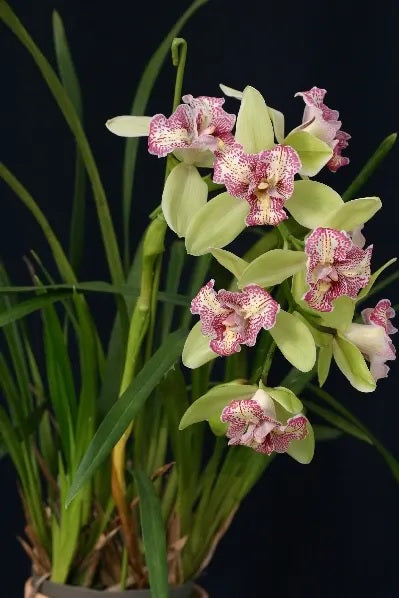 Cymbidium Isle Flamingo