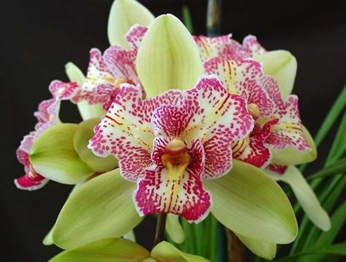 Cymbidium Isle Flamingo