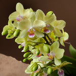 Carica l&#39;immagine nel visualizzatore Galleria, Phalaenopsis Freedanzo
