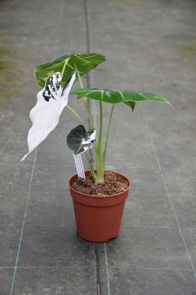 Alocasia micholitziana 'Frydek' variegata