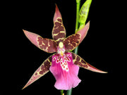 Bratonia Lavender Kiss