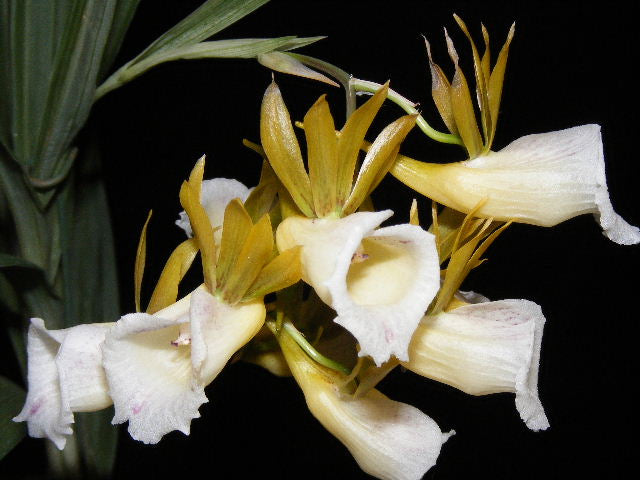 Galeandra leptoceras 