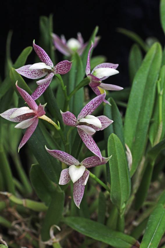 Epidendrum garcianum (ex. Encyclia garciana)