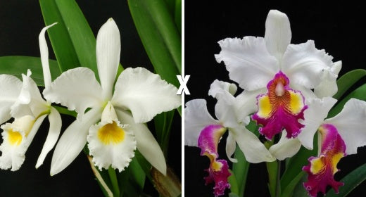 Cattleya gaskelliana var. alba x Hardyana var. semi alba