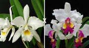 Cattleya gaskelliana var. alba x Hardyana var. semi alba