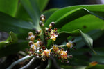 Load image into Gallery viewer, Gastrochilus calceolaris
