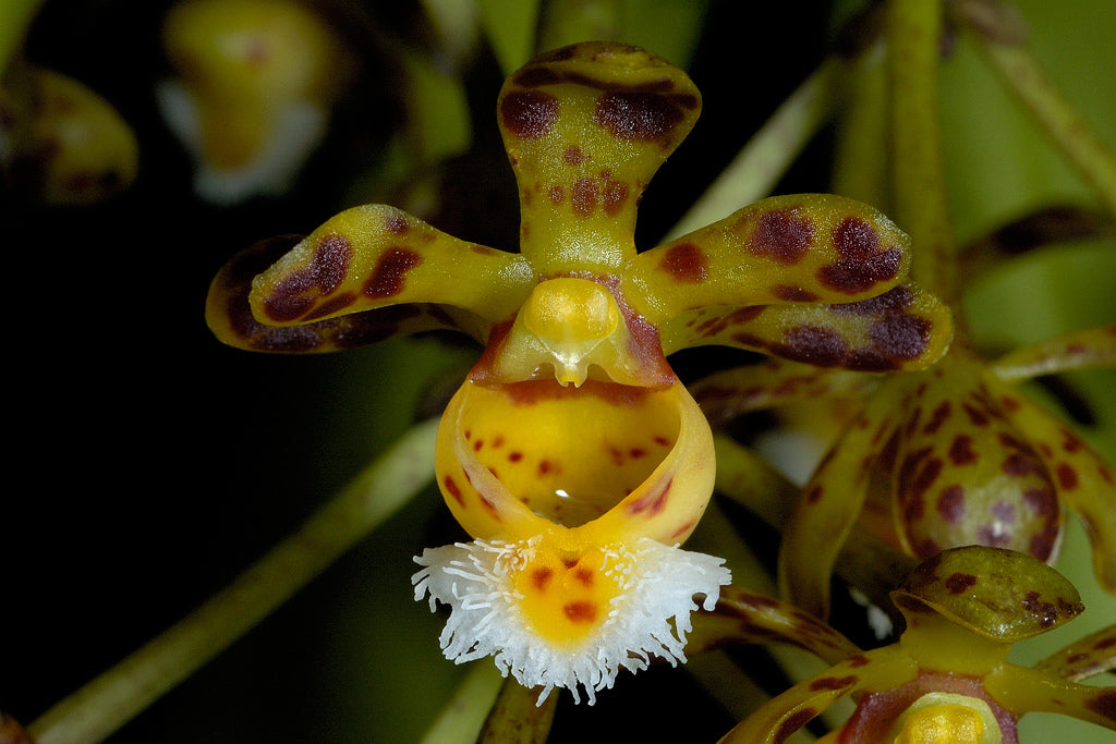 Gastrochilus calceolaris