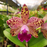Carica l&#39;immagine nel visualizzatore Galleria, Rhyncholaeliocattleya Durigan &#39;Gemini&#39; - Br Orquidea
