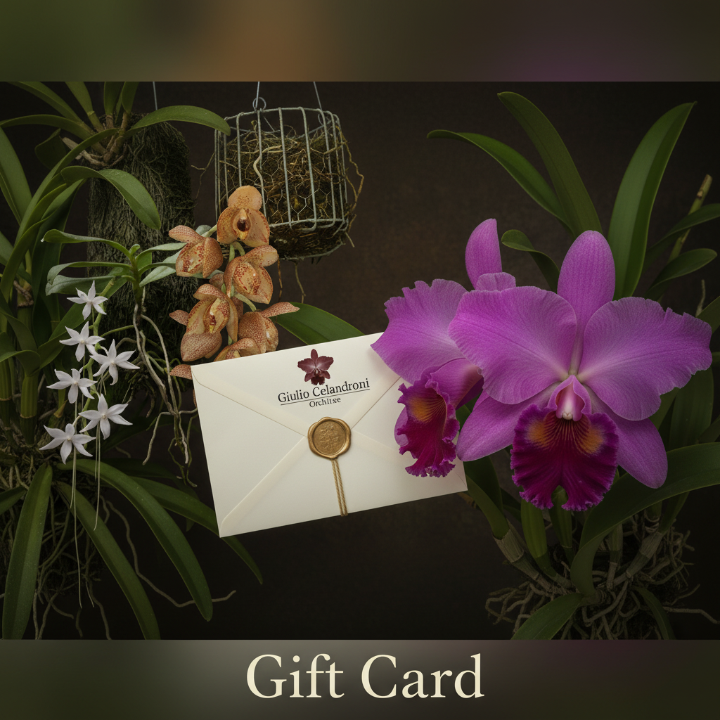 Gift Card Giulio Celandroni Orchidee