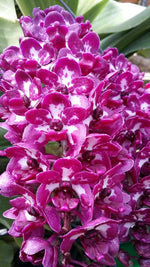 Carica l&#39;immagine nel visualizzatore Galleria, Rhynchostylis gigantea Cartoon
